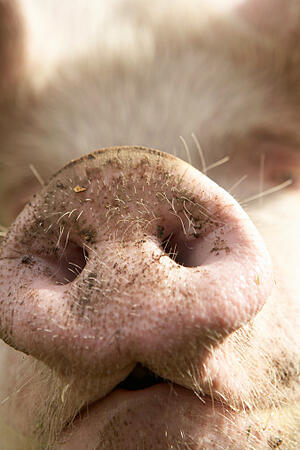 pig_nose