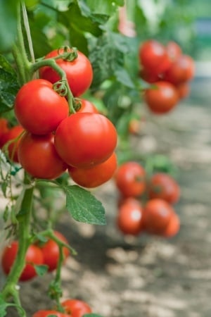 GMO_Tomatoes_on_Vine