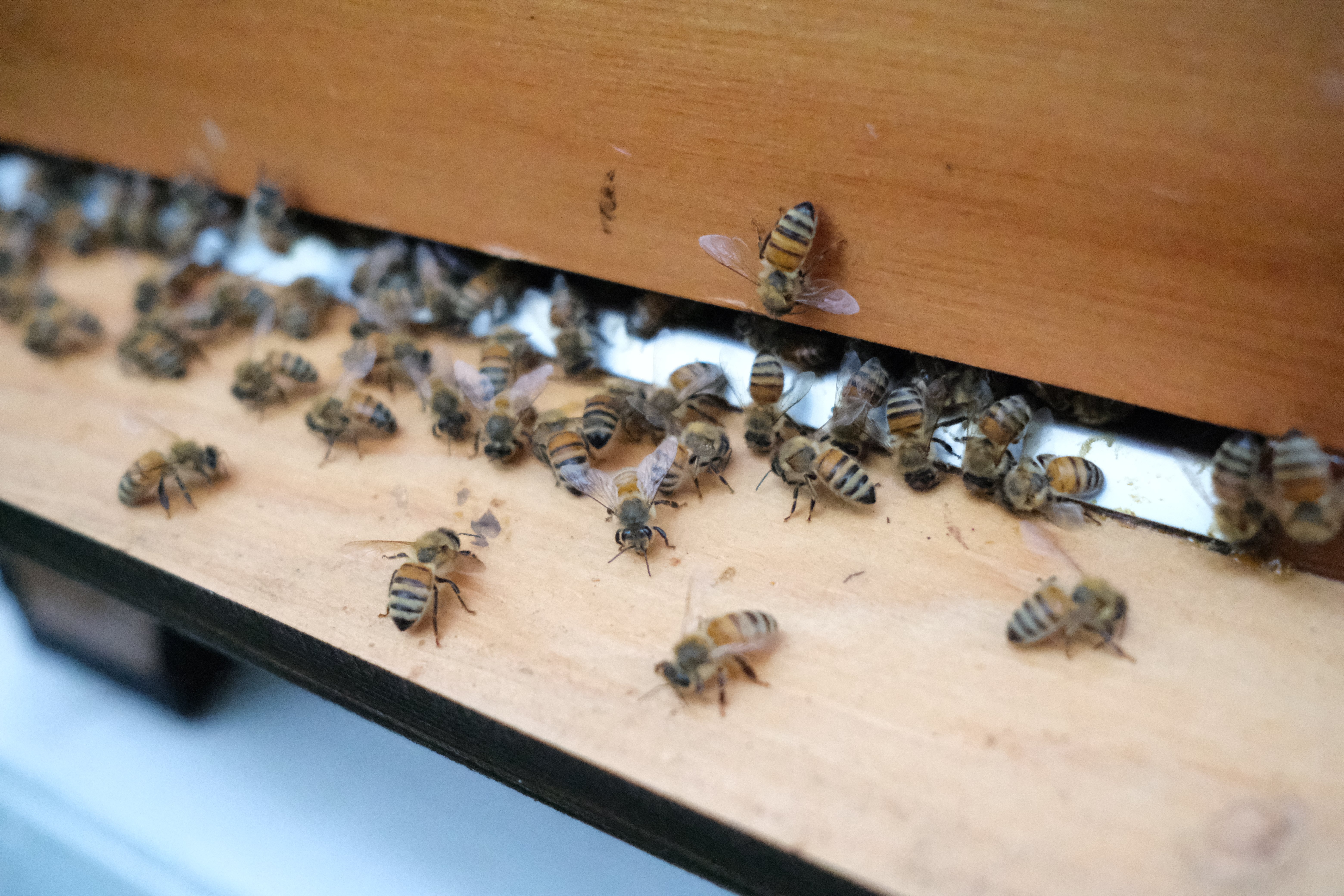 Sweet News from the SugarCreek Bees