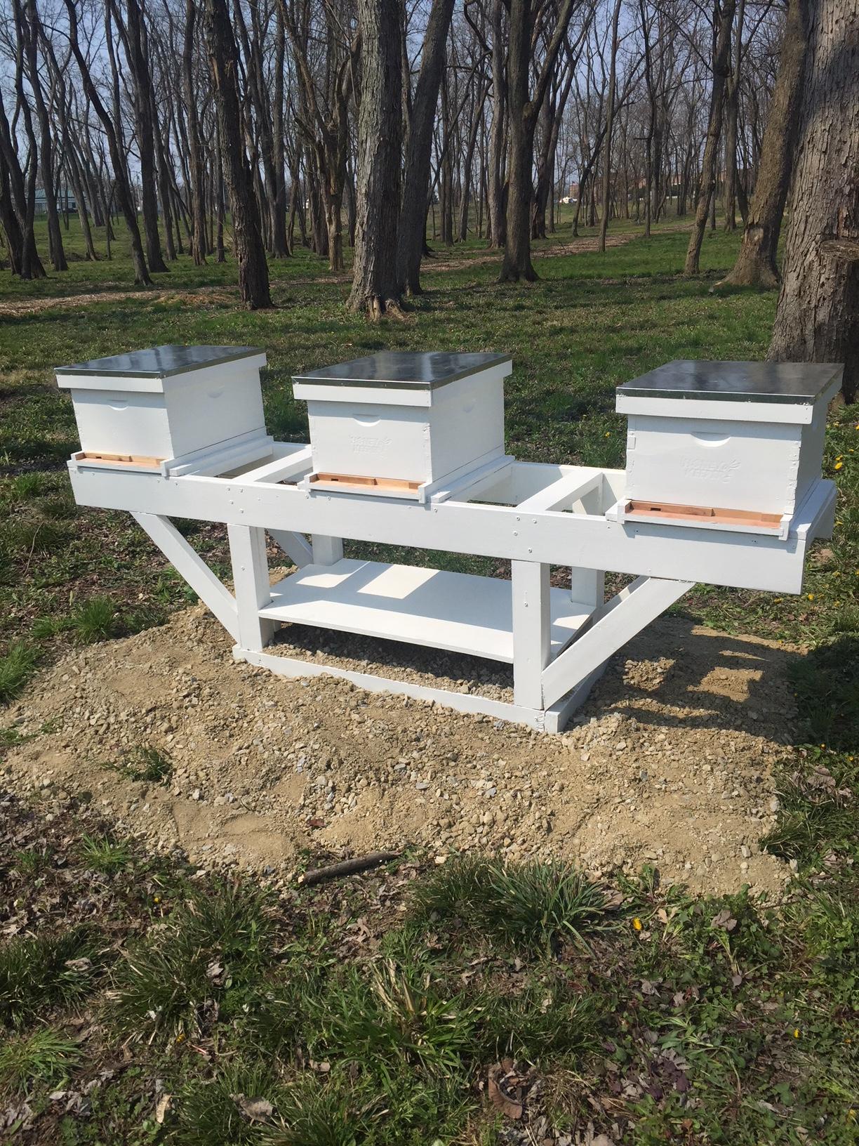 Act Small, Think Big: The Beginning of a Beekeeping Journey at SugarCreek